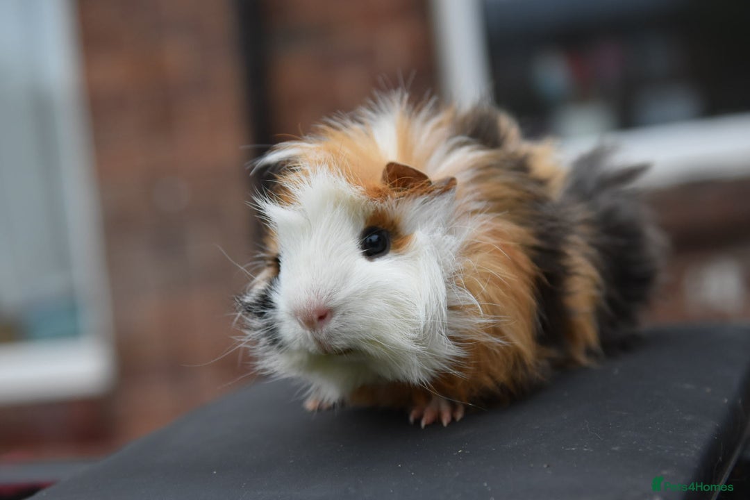 Guinea Pig rodents for sale: 9 Month Old Male Guinea Pigs Looking For New Home - Image 9