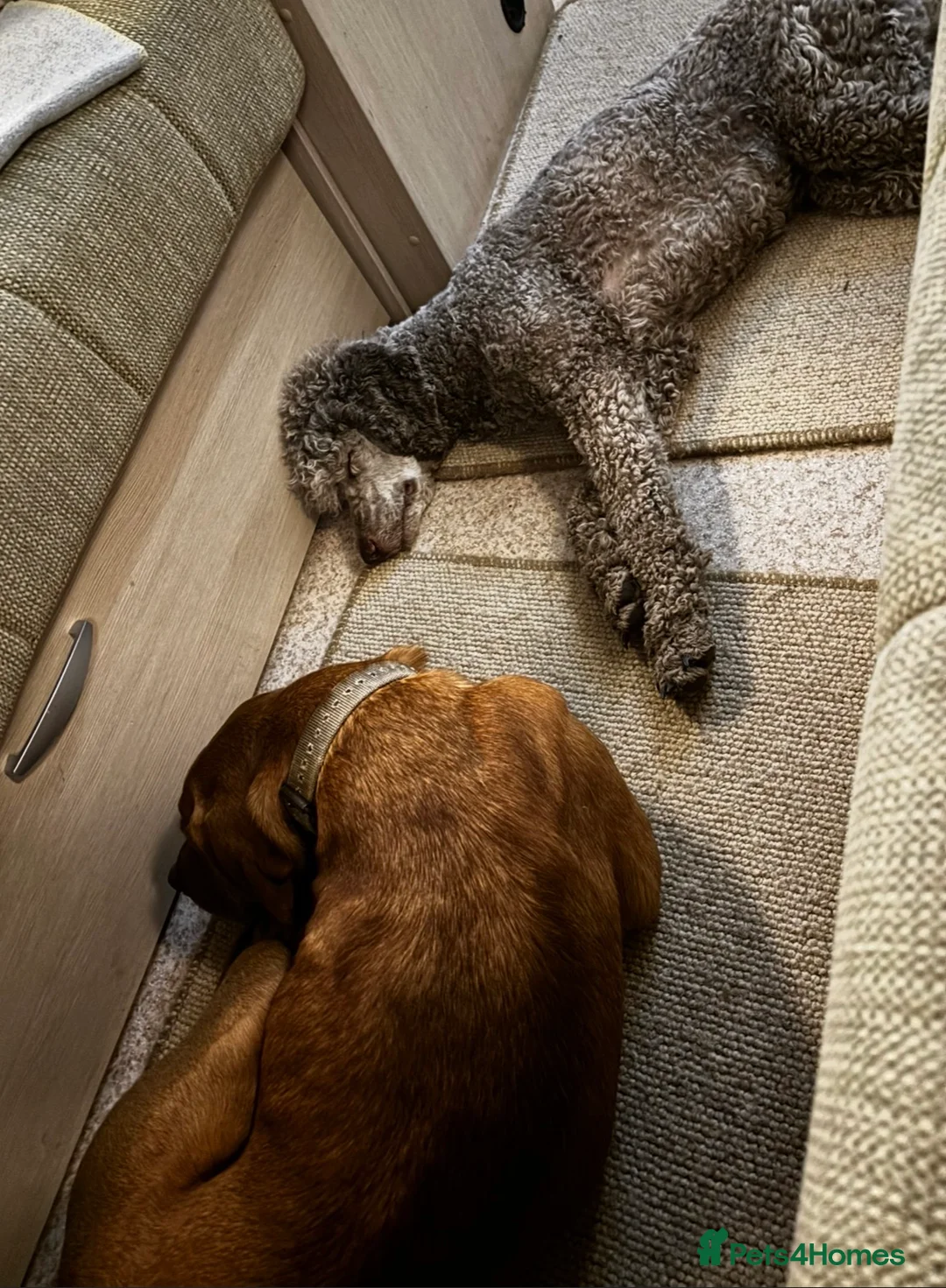 Labradoodle dogs for sale: Labradoodle puppies for sale - Advert 9