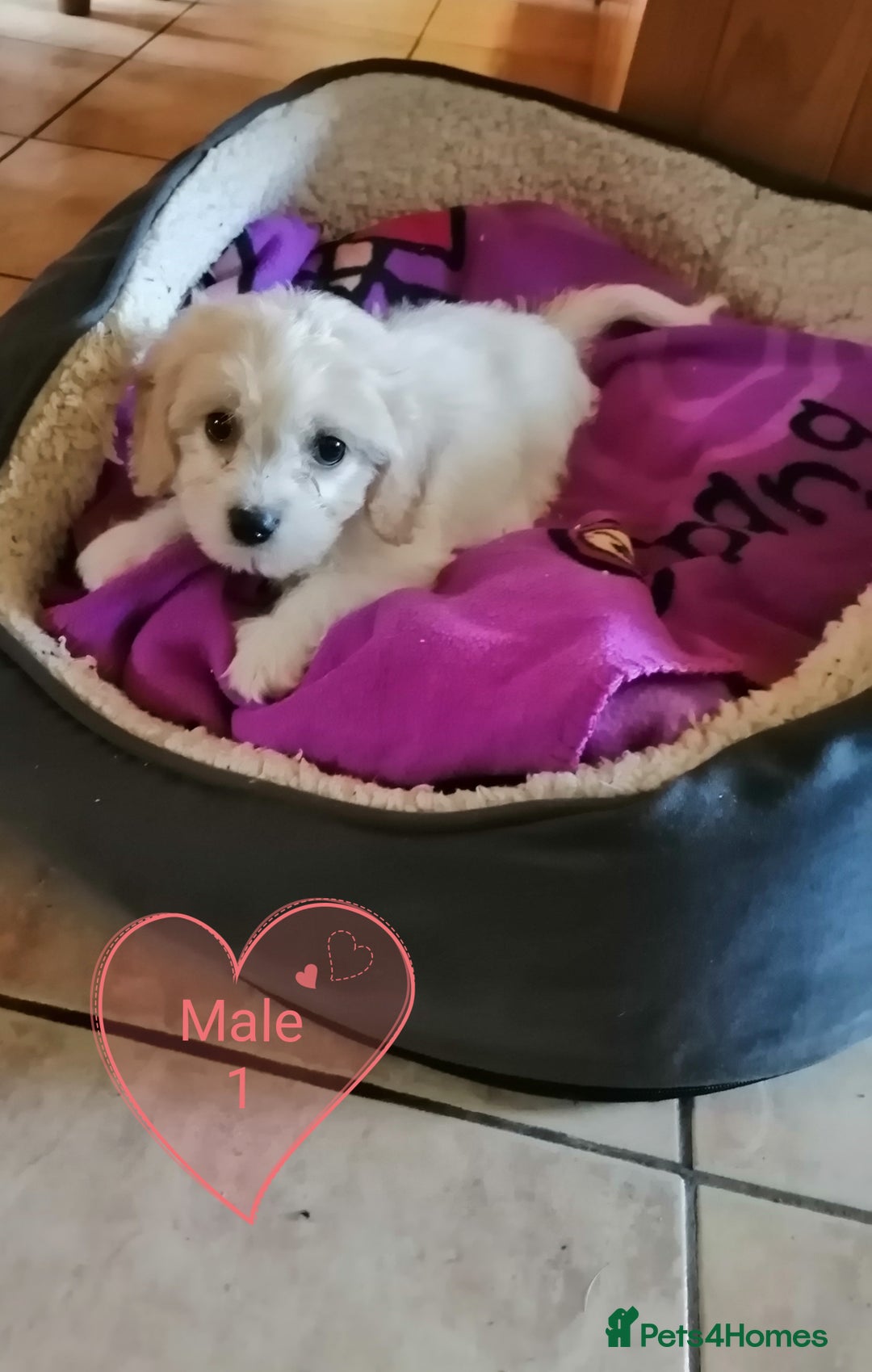 Cavachon dogs for sale: Cavachon Puppies - Image 5