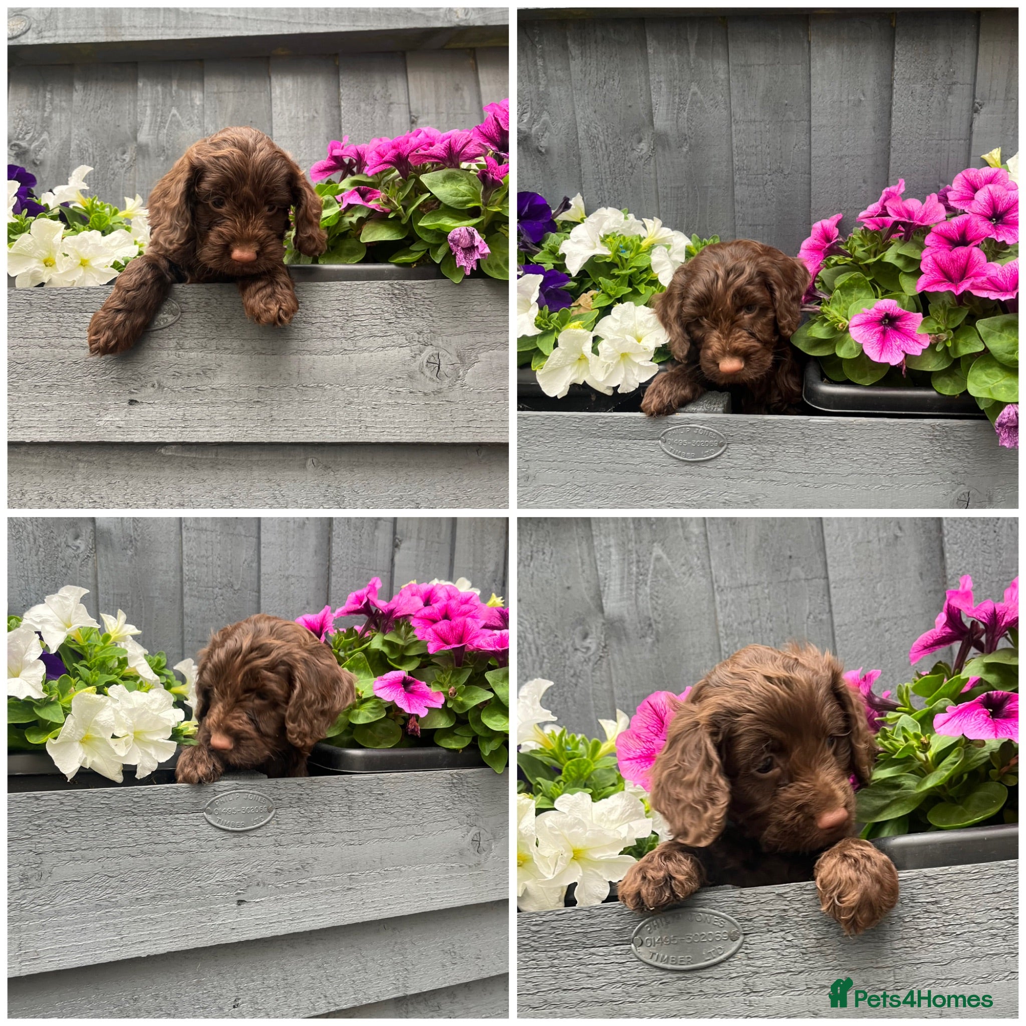 Cockapoo dogs 🔥Ready this weekend🔥chocolate cockapoo puppies  - Advert 1