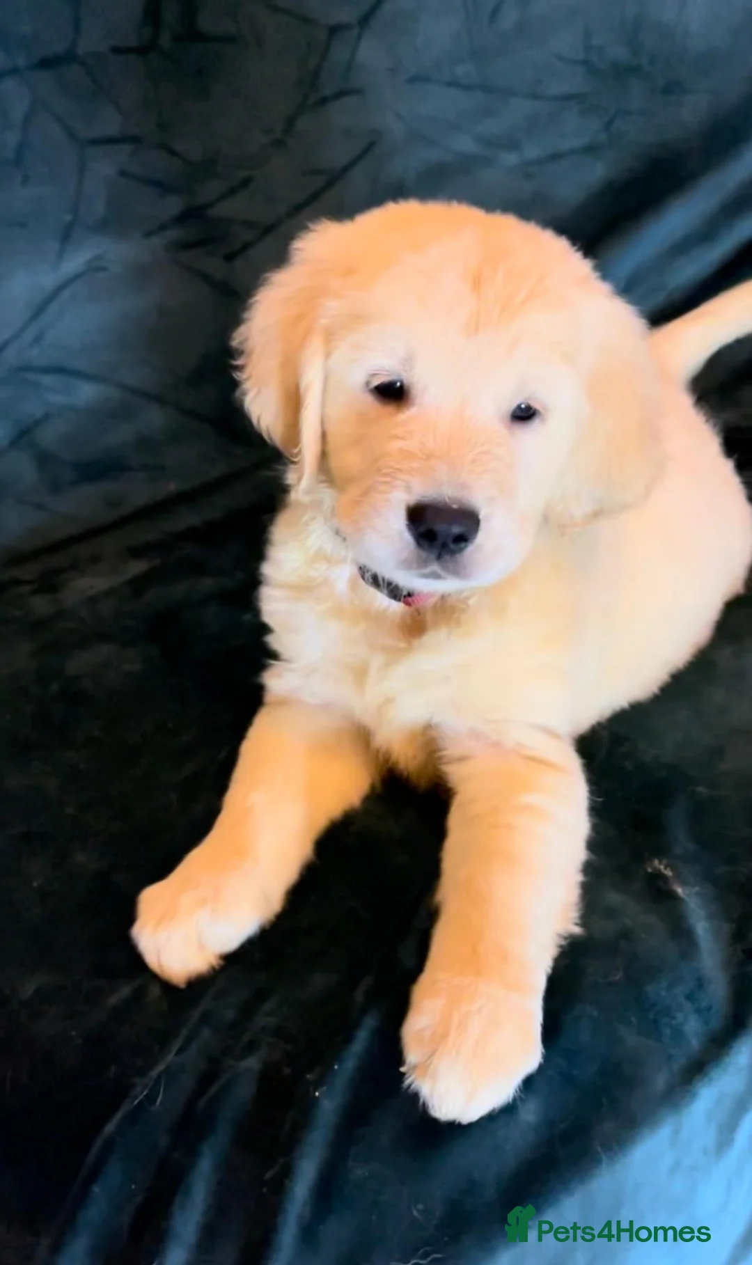 Golden Retriever dogs for sale: KC champion line golden retriever puppies in Killin - Advert 1