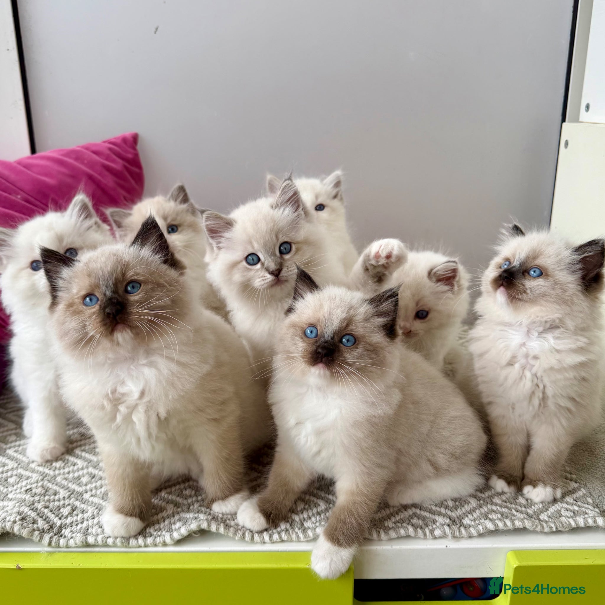 Ragdoll cats TICA registered ragdoll kittens - Advert 17