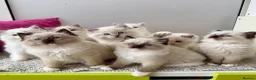 Ragdoll cats for sale: TICA registered ragdoll kittens - Advert 6