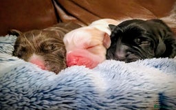 Cocker Spaniel dogs for sale: 🐾 Working Cocker Spaniel Puppies 🐾 - Image 8