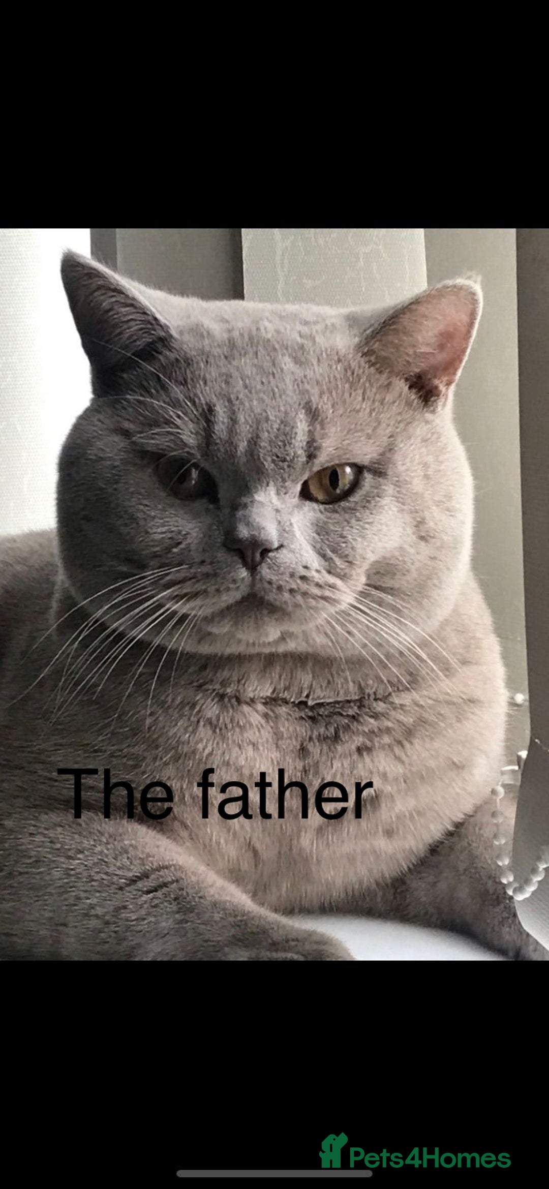 British Shorthair cats for sale: Stunning British short hair GCCF/TICA - Advert 16