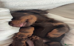 Miniature Dachshund dogs for sale: Long-haired Miniature dachshund puppy - Advert 7