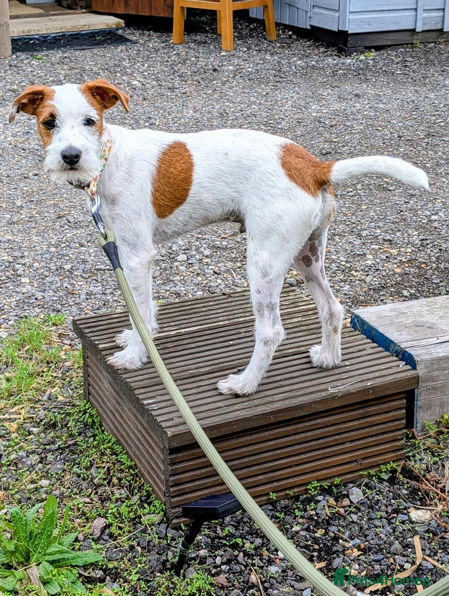 Jack Russell dogs for sale: Beautiful parsons Jack Russell male  - Advert 4