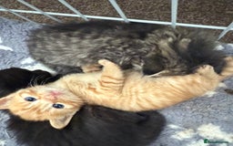 Ragdoll cats for sale: 4 ragdoll x tabby kittens left - Image 10