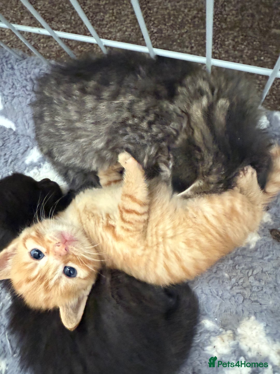 Ragdoll cats for sale: 4 ragdoll x tabby kittens left - Image 10