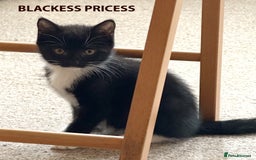 British Shorthair cats for sale: HEALTHY AND LOVING KITTEN FOR REHOUSING. - Image 2