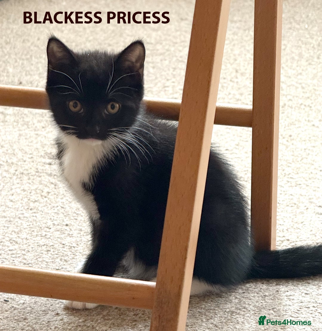 British Shorthair cats for sale: HEALTHY AND LOVING KITTEN FOR REHOUSING. - Image 2