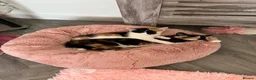 Domestic Shorthair cats for sale: Selling domestic kittens (calico kittens) in Livingston - Advert 8