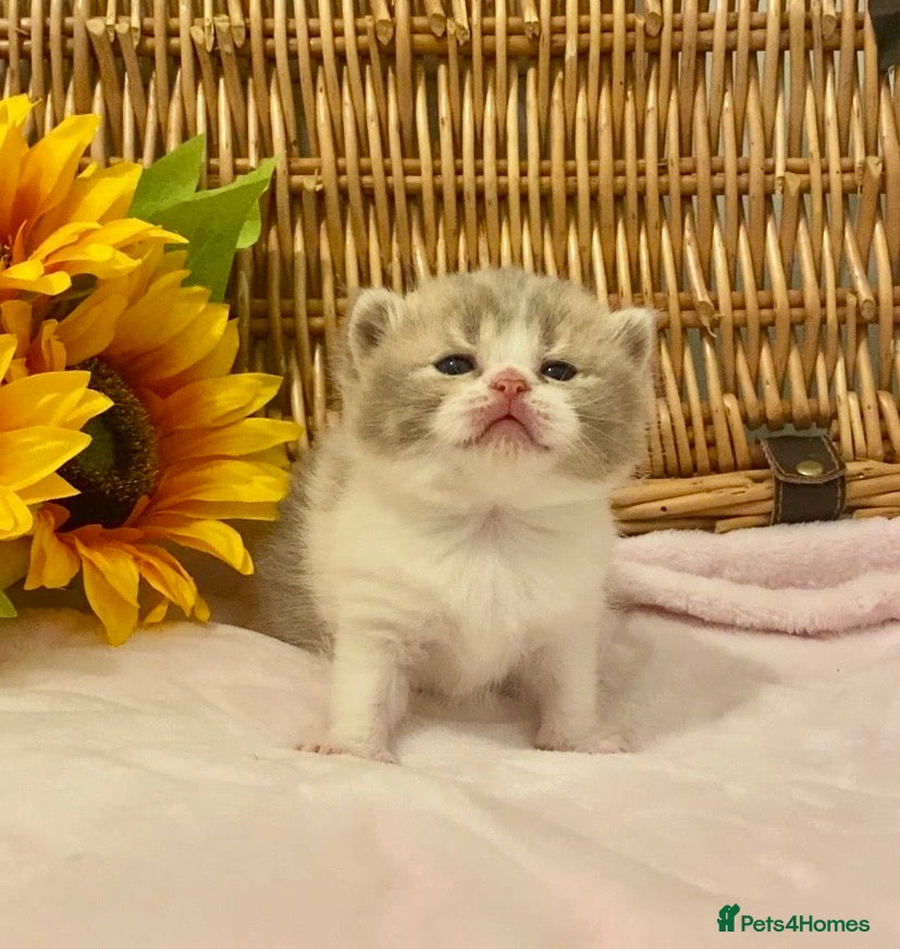 Scottish Fold cats 🧸EXTREMELY RARE TICA FAWN SCOTTISH/BSH 😻🧸 - Advert 1