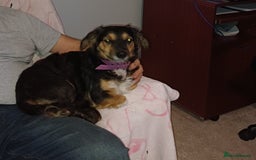 Mixed Breed dogs for adoption: Meet Sweet KATIA !  She needs a new Loving HOME... - Image 11