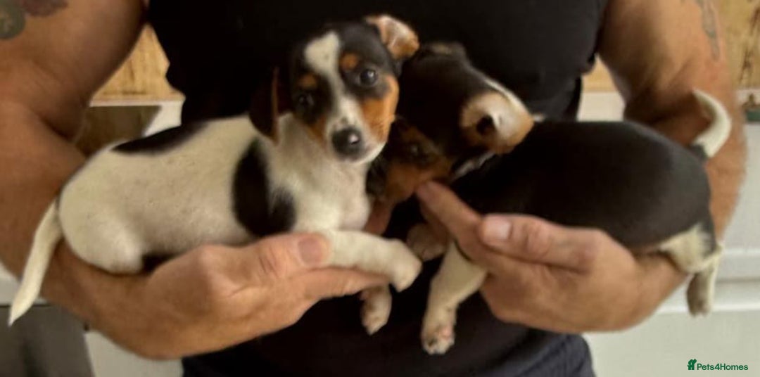 Jack Russell dogs for sale: Full breed jack Russell puppies for sale - Image 16