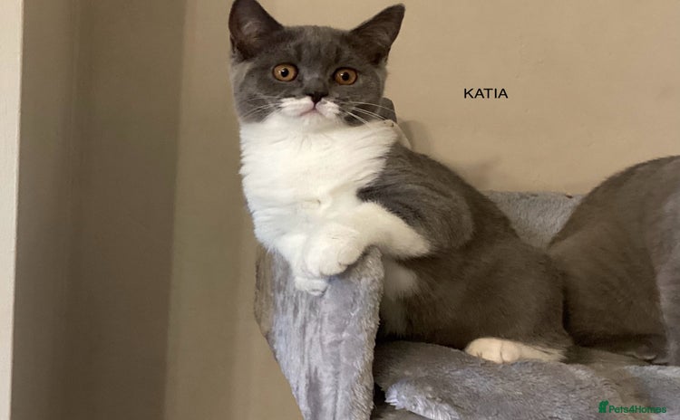 British Shorthair cats - Advert 3