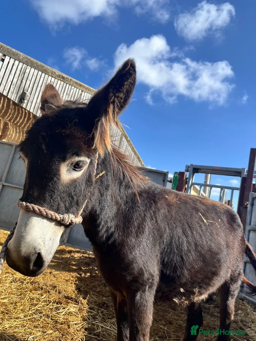 Donkey livestock for sale: Beautiful 1 Year Old Male Donkey  - Advert 2