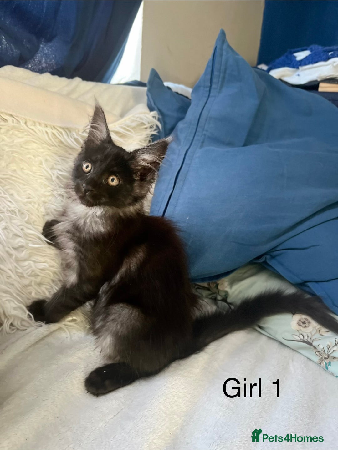 Maine Coon cats for sale: XXL  Ready Now TICA pure bread Maine Coon Kittens  - Image 33