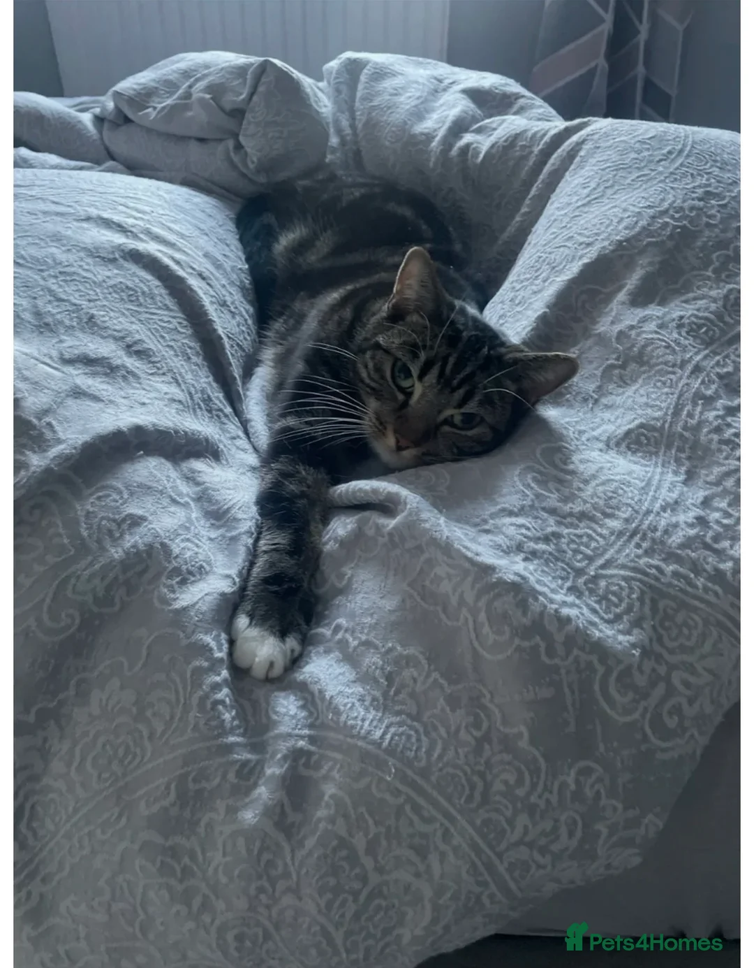 Mixed Breed cats for sale: 2 elderly cats must go as a pair  in Bishop's Stortford - Advert 1