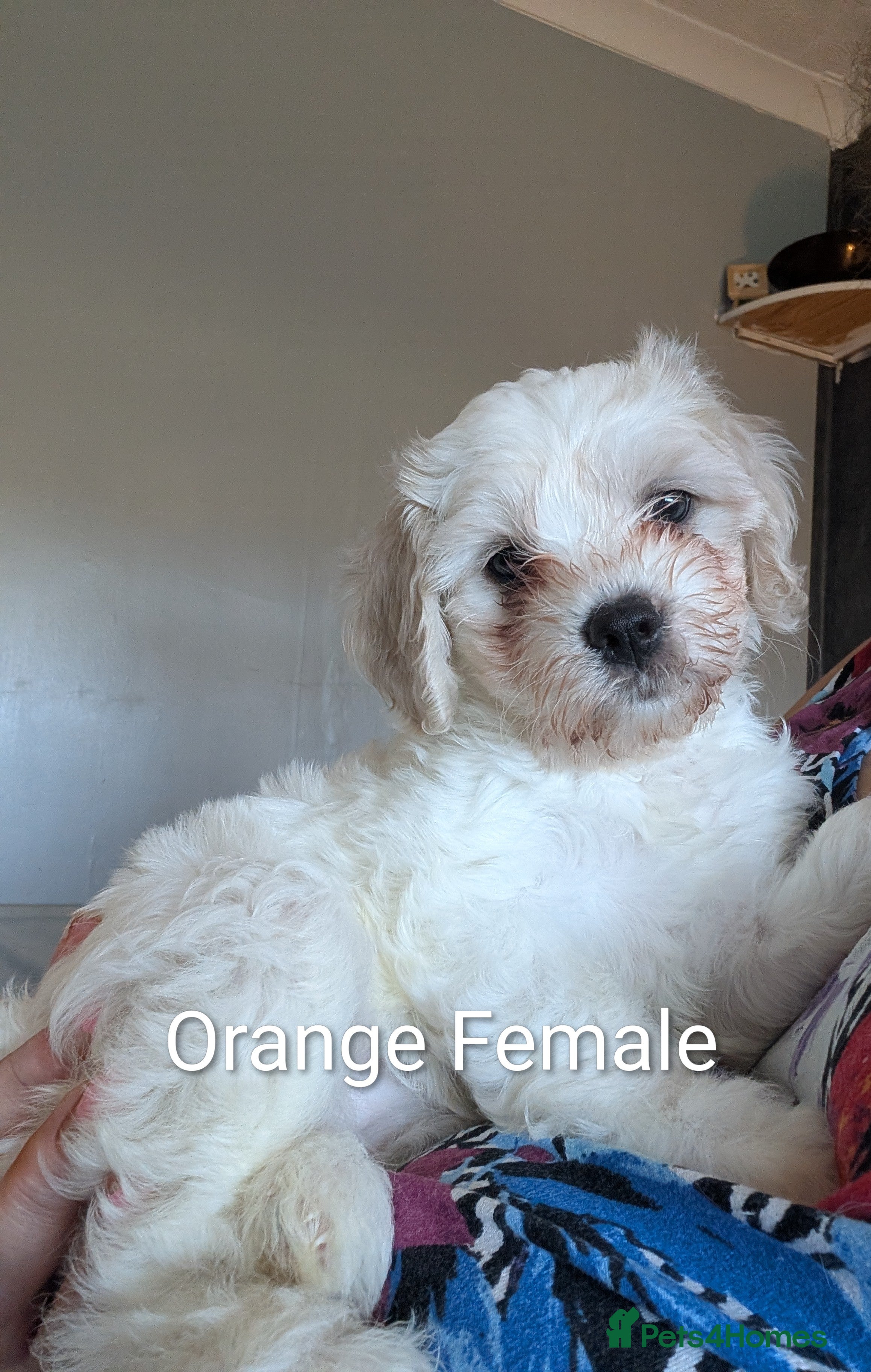 Cavachon dogs Cavachon puppies - Advert 2