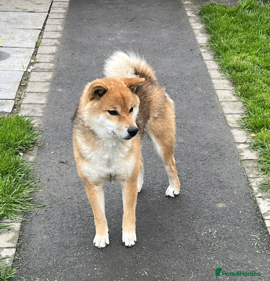 Japanese Shiba Inu dogs for sale: Curfts Qualified Stud For Sale - Very Experienced - Image 2