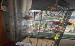 Lovebirds birds for sale: Love birds x2 plus’s cage and accessories - Image 2