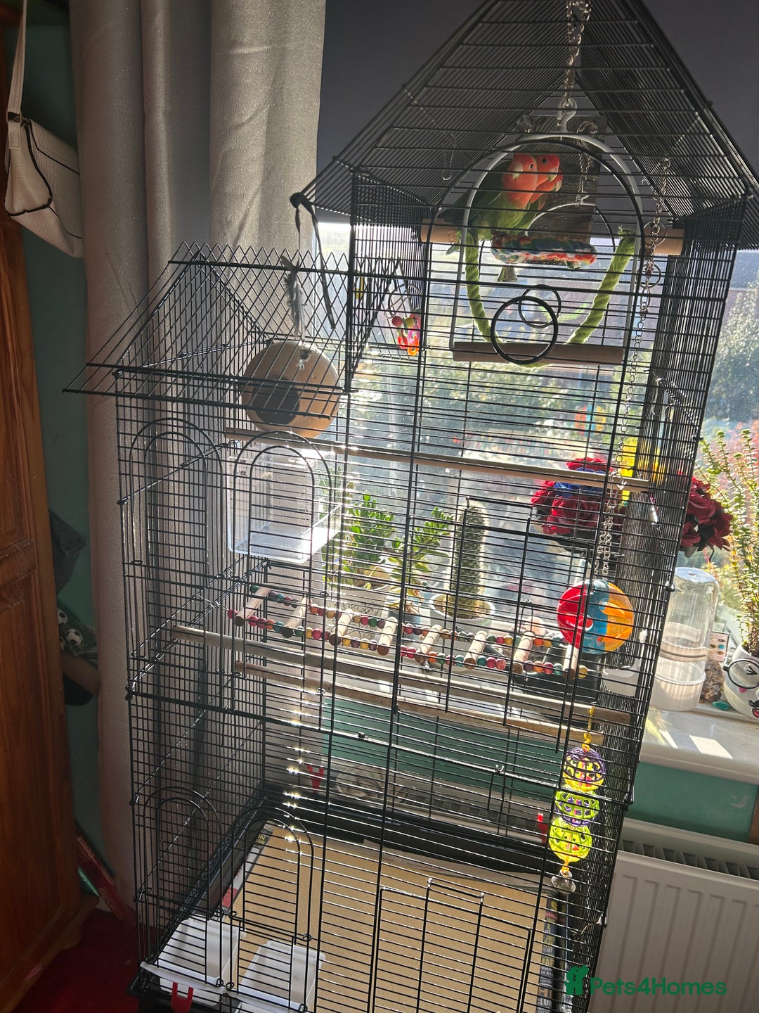 Lovebirds birds for sale: Love birds x2 plus’s cage and accessories - Image 2