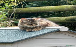 Mixed Breed cats for sale: Tabby Kittens - Image 7