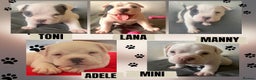 American Bully dogs for sale: American pocket bully  - Advert 1