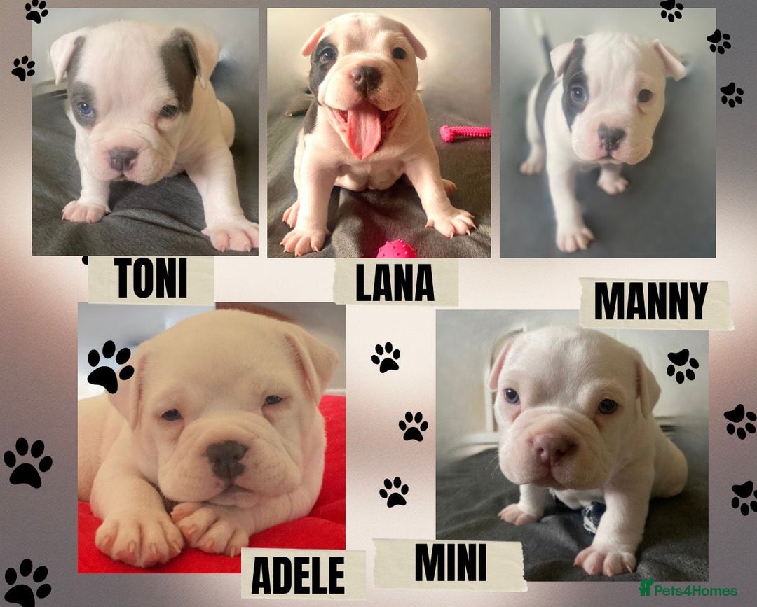 American Bully dogs for sale: American pocket bully  - Advert 1