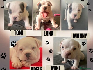 American Bully dogs American pocket bully - Advert 1