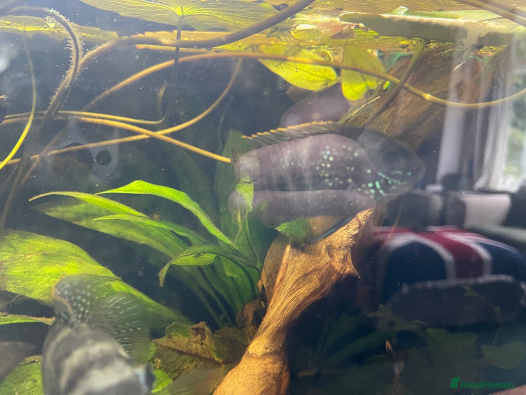 Cichlids fish for sale: 5 x Blue Acara Cichlid fish. Male and female. - Image 4