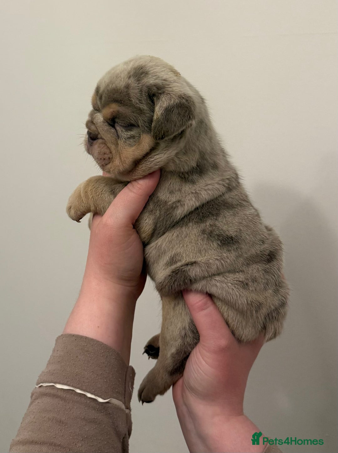 English Bulldog dogs for sale: Lilac Merle female English bulldog puppies  - Advert 11