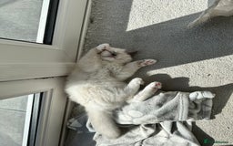Ragdoll cats for sale: Ragdoll kitten boy, READY TO LEAVE in Bournemouth - Image 8
