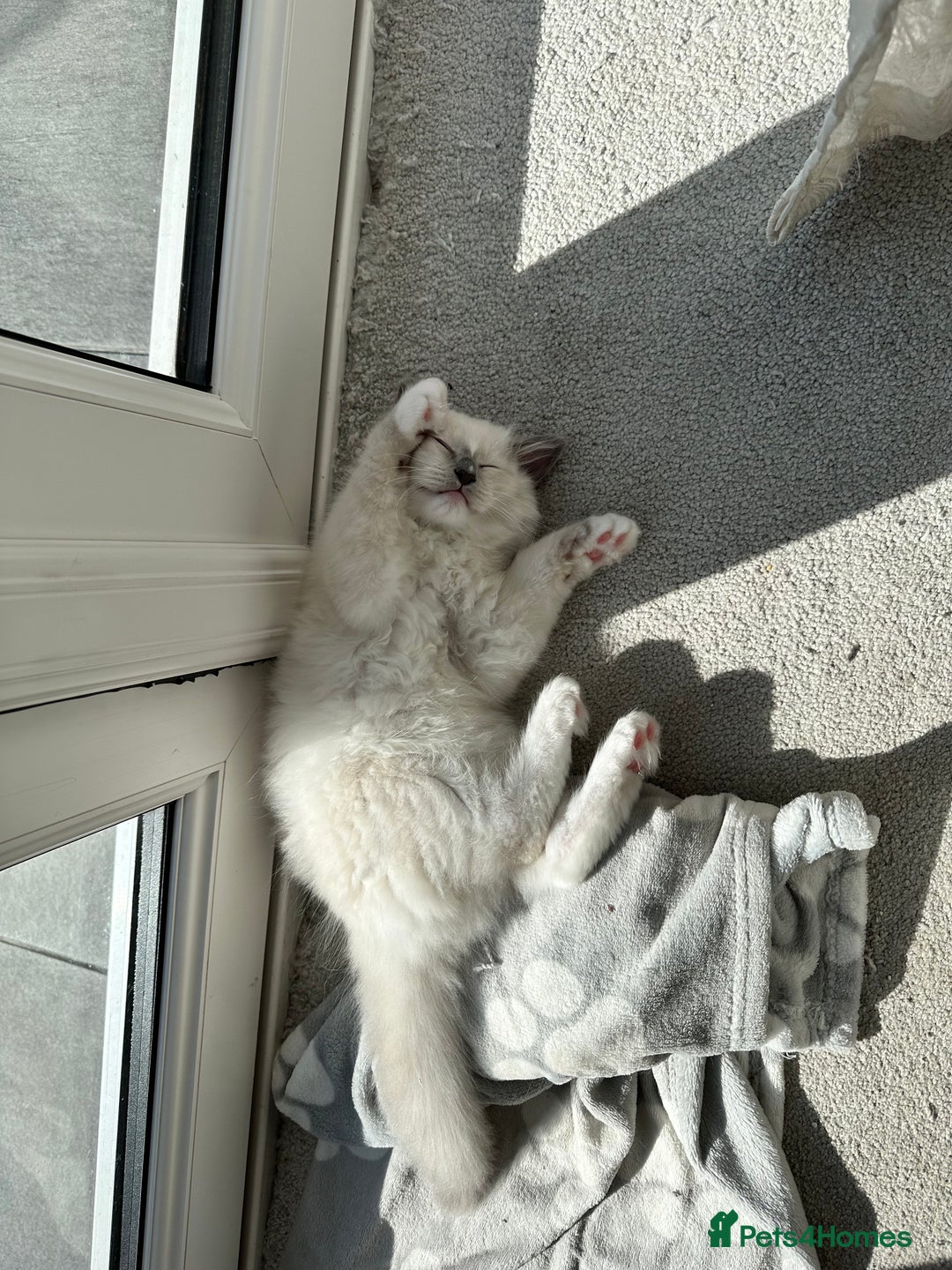 Ragdoll cats for sale: Ragdoll kitten boy, READY TO LEAVE in Bournemouth - Image 8
