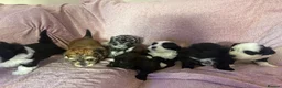 Havanese dogs for sale: Gorgeous litter of Havanese puppies. - Advert 2