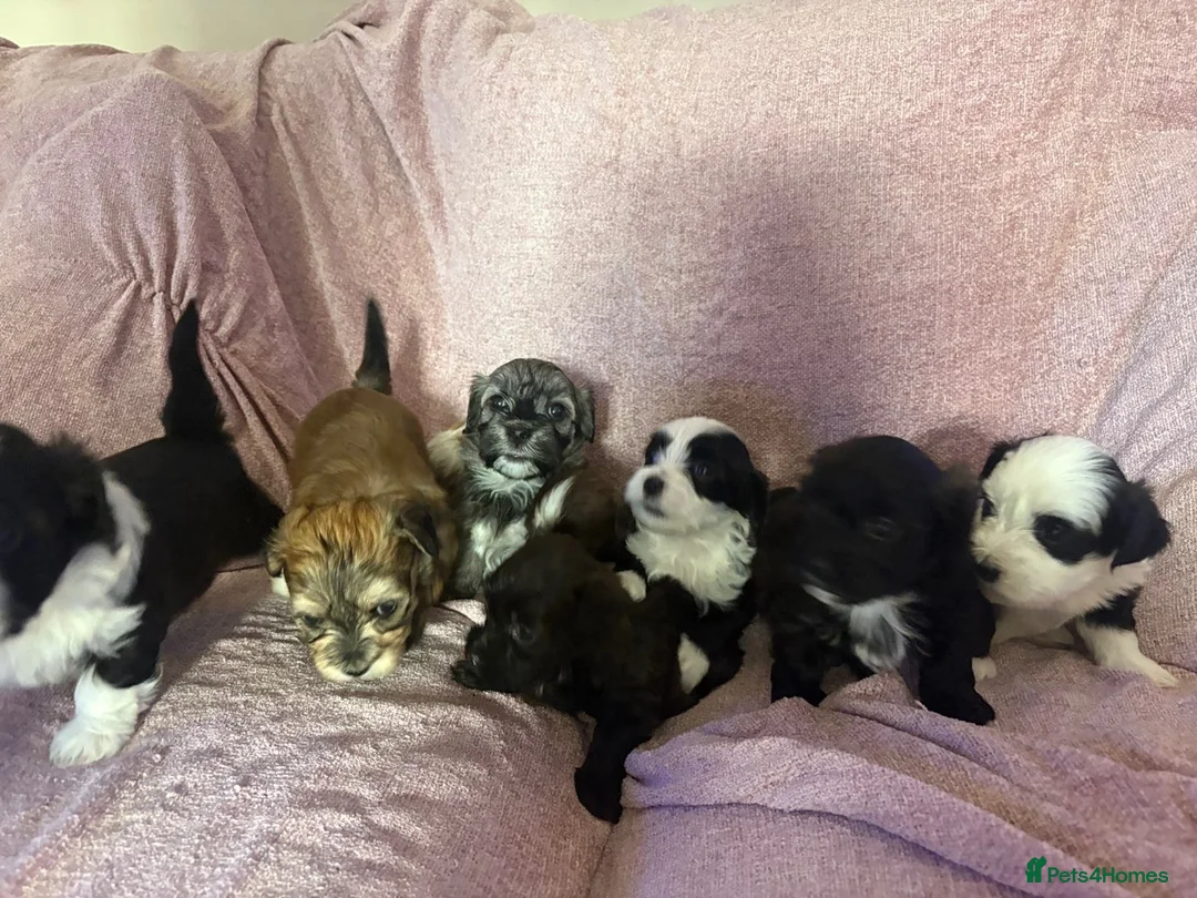 Havanese dogs for sale: Gorgeous litter of Havanese puppies. - Advert 2