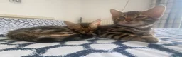 Bengal cats for sale: Bengal Wonderful Kitten.TICA registered😸😽😻✨✨✨ - Advert 11