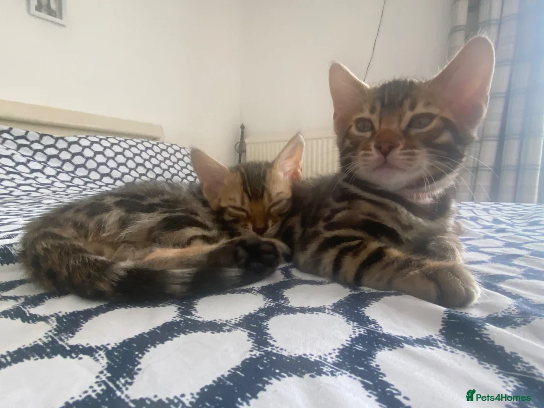 Bengal cats for sale: Bengal Wonderful Kitten.TICA registered😸😽😻✨✨✨ - Advert 11