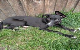 Lurcher dogs for sale: 3 beautiful lurcher girls ready now!!! - Image 10