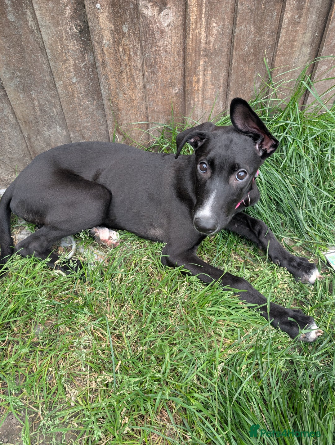Lurcher dogs for sale: 3 beautiful lurcher girls ready now!!! - Image 10