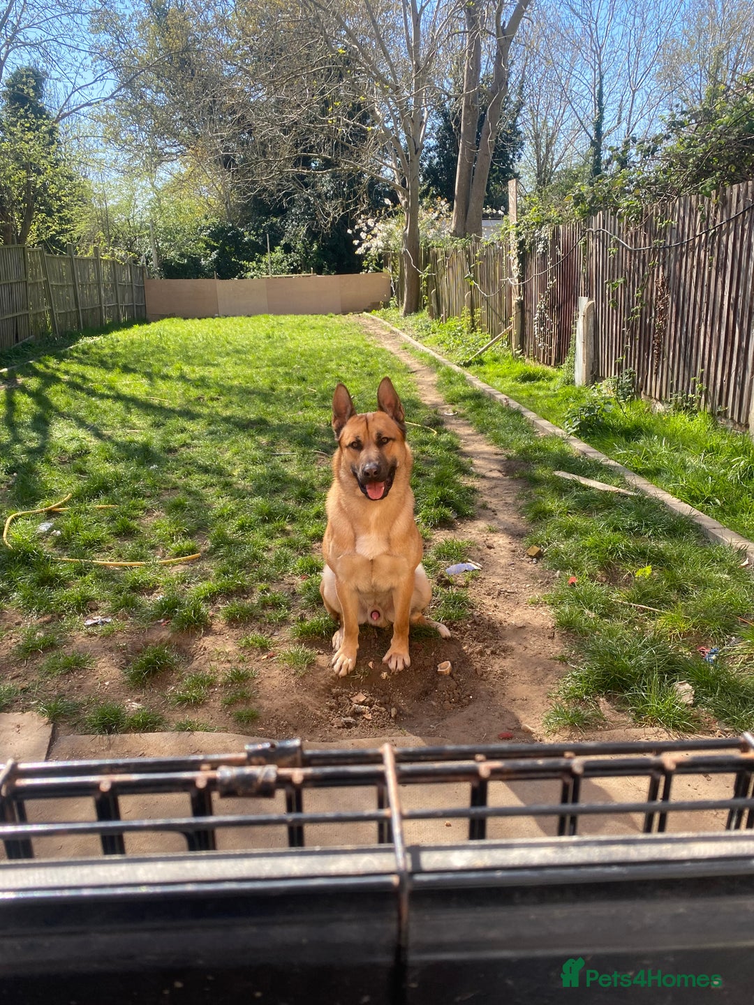 Mixed Breed dogs for sale: DOG FOR FREE - Advert 11