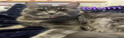 Maine Coon cats for sale: Gorgeous Maine Coon Cross BSH Kittens for Sale - Advert 6