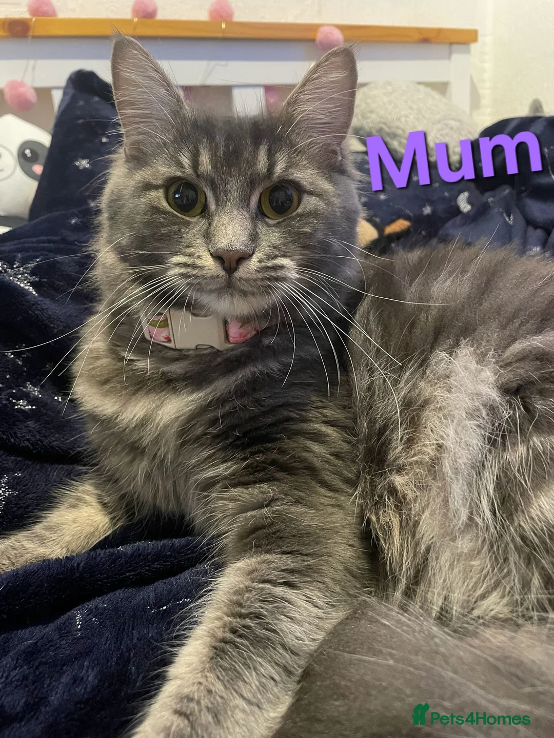 Maine Coon cats for sale: Gorgeous Maine Coon Cross BSH Kittens for Sale - Advert 6