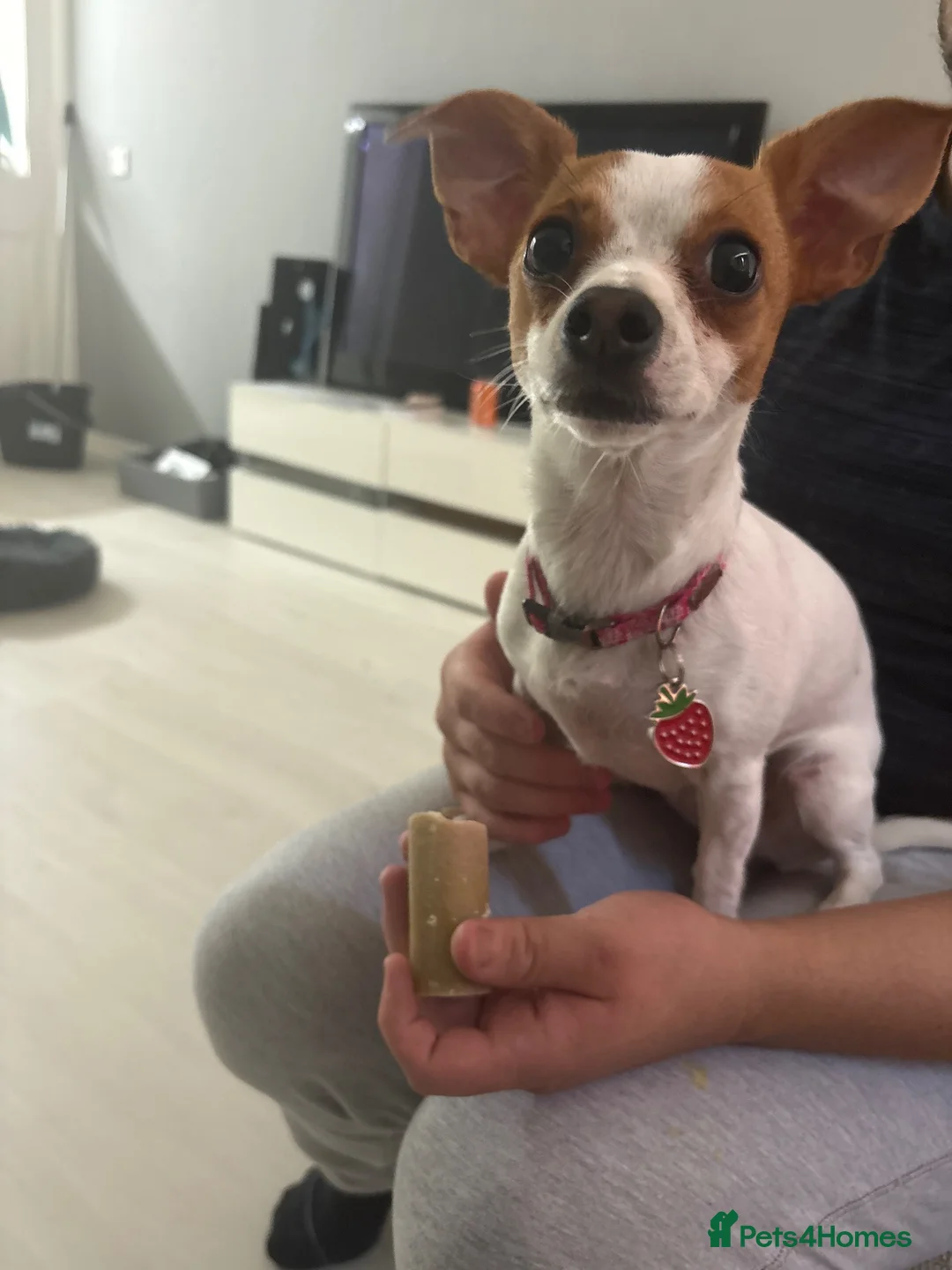 Mixed Breed dogs for sale: Princess Luna  in Wallingford - Advert 2