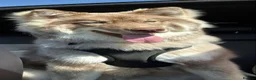 Siberian Husky dogs for sale: Wooly siberian husky in Aylesbury - Advert 7