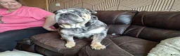 English Bulldog dogs for sale: Grey merl bulldog bitch in Rotherham - Advert 5