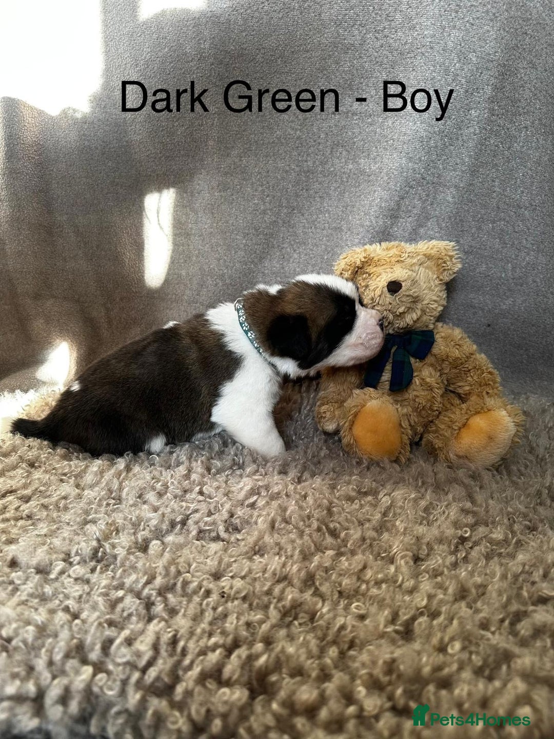 Saint Bernard dogs for sale: Outstanding KC Saint Bernard Puppies - Advert 4