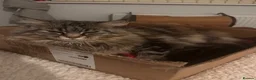 Maine Coon cats for sale: 5 yr old female MC - Advert 7