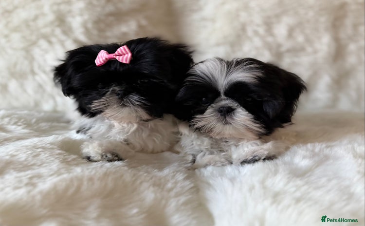 Shih Tzu dogs AMERICAN IMPERIAL SHIH TZU PUPPIES - Advert 2